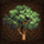 Large-temperate-tree