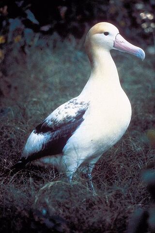 Archivo:Albatros.jpg