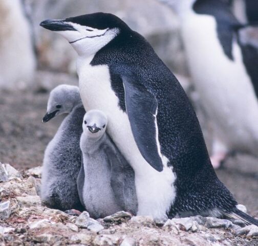Archivo:Pinguino.jpg