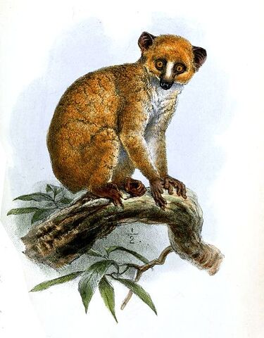 Archivo:469px-ArctocebusCalabarensisWolf.jpg
