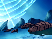 Tigre foca.png