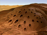 Buzzard wasp hive