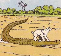 Croco.jpg
