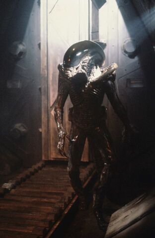 File:Dragon BTS.jpg