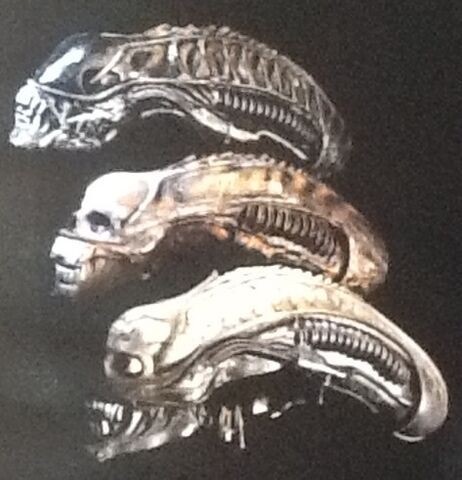 File:A1A2Xenoskulls.jpg