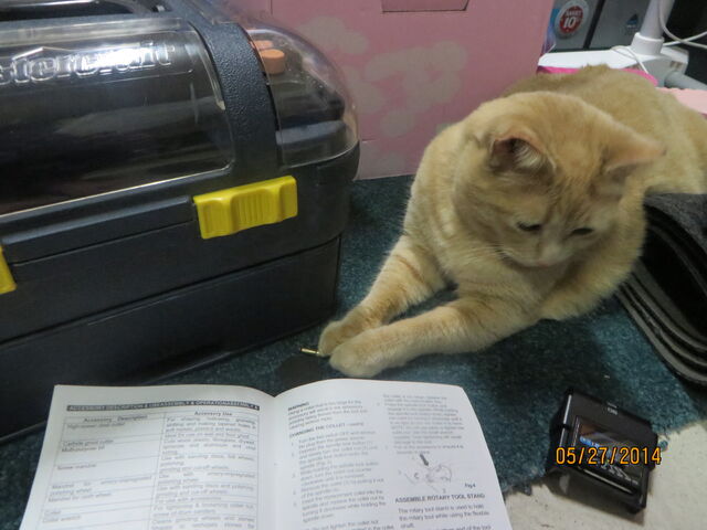 File:Toa's Cat with Vivitar.jpg