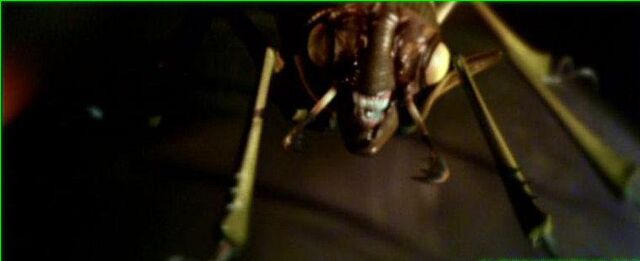 File:Alien beetle.jpg