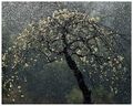 2013年4月9日 (二) 06:46的版本的缩略图