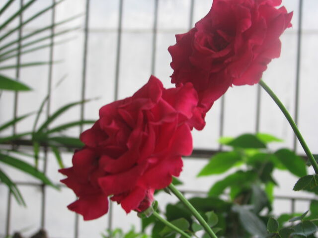 File:IMG 6757.jpg