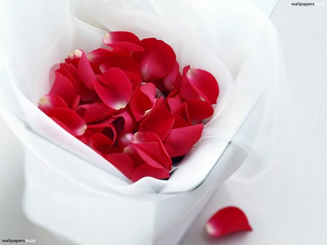 File:Wallpapersbuzz com image 537 b red-rose-petals.jpg