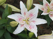 Glio Lily1