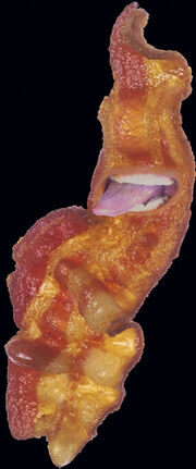 Bacon