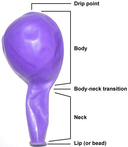 Anatomy
