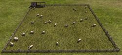 Sheep.jpg