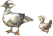 Fantail Duck