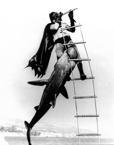 File:SharkPhotos.jpg