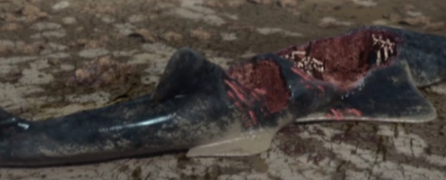 File:Onchopristis killed.png