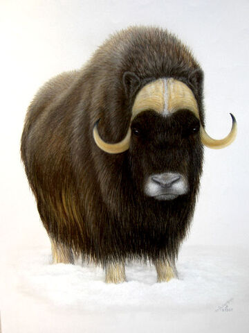 File:Muskox's picture.jpg