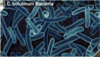 Bot bacteria