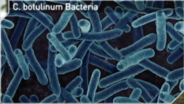 File:Bot bacteria.png
