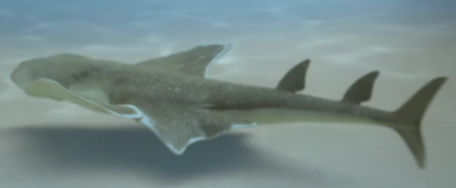 File:Angel shark prehistoric.png