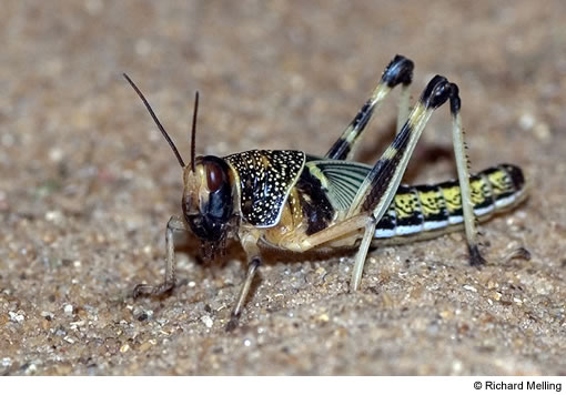 File:Hasdai-locust4.jpg