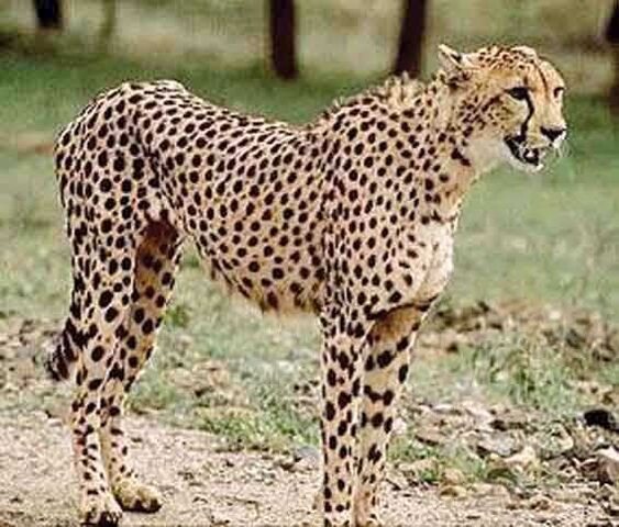 File:Asiatic cheetah.jpg