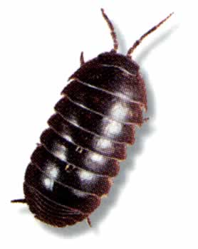 File:Pill bug.jpg
