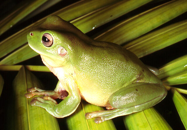 File:Frog-Small-Images-Template.jpg