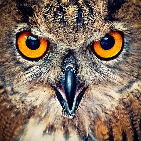 File:OwlFlight - Rousel(2).jpg
