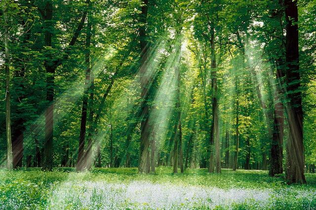 File:Enchanted-woods.jpg