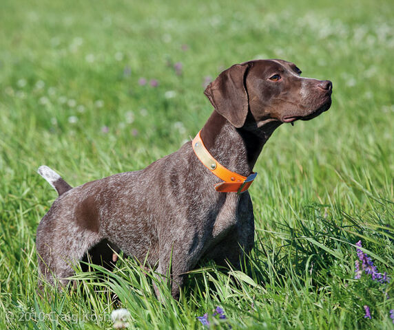 File:Chien.jpg
