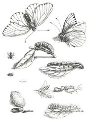 Merian4.jpg