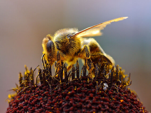 File:Bee pd3.jpg