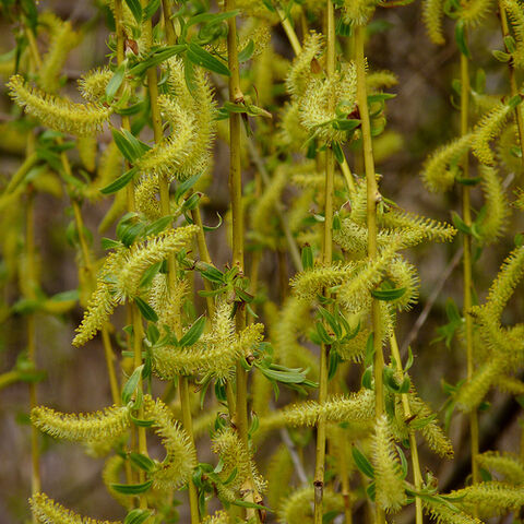 File:Weeping Willow.jpg