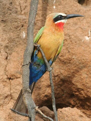 File:Bee eater.jpg