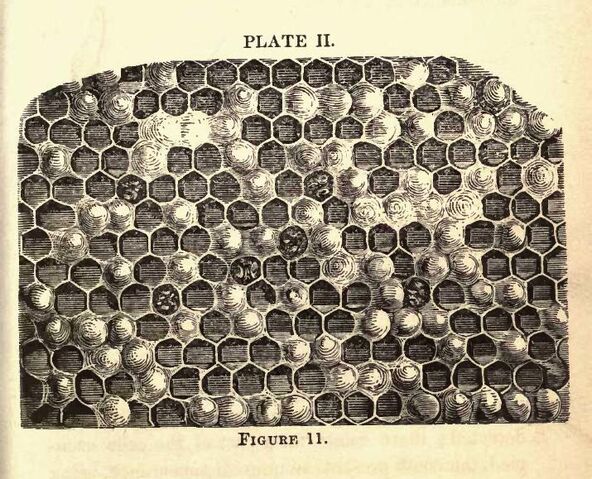 Fișier:Harbison3.jpg