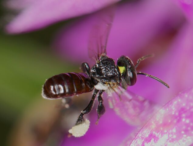 File:Tetragonula carbonaria (14521993792).jpg