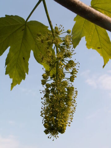 Fișier:Acer-pseudoplatanus.jpg