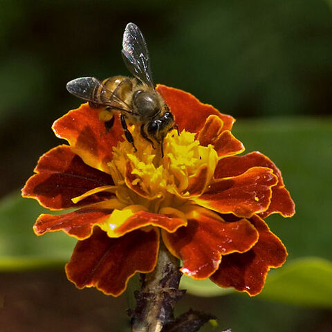 File:Asiatic-honey-bee.jpg