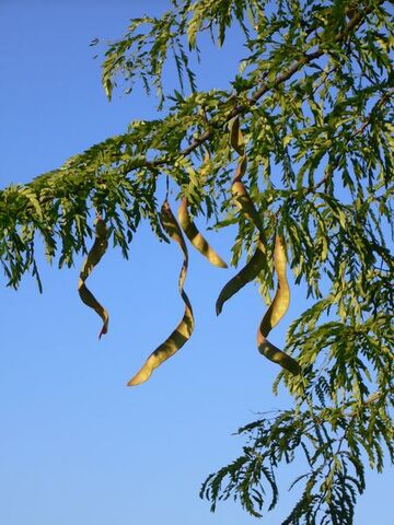 Fișier:Honey locust.jpg