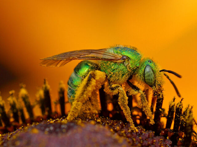 File:Bee pd2.jpg