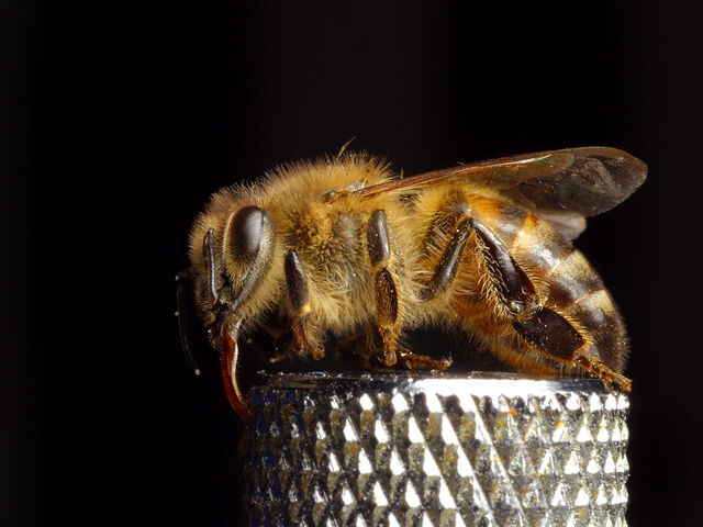 File:Bee pd8.jpg