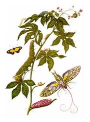 Merian2.jpg