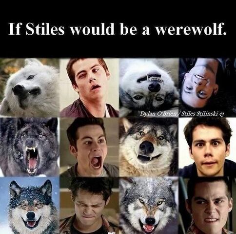 File:Stiles-wolf.jpg
