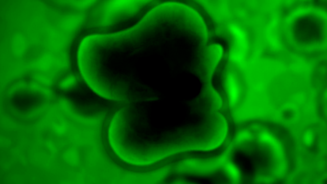 File:PP (141).png