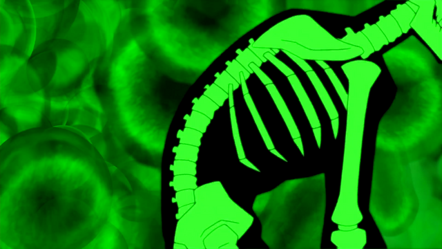 File:IAEF (148).png