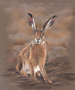 Hare-011