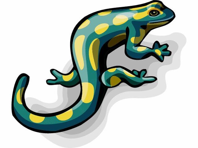 File:1salamander.jpg