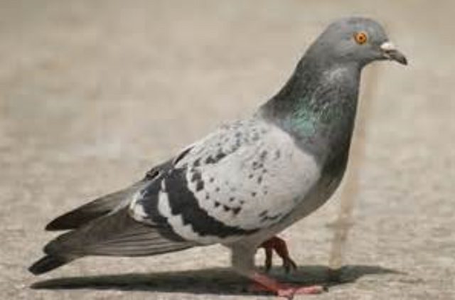 File:Pigeon.png